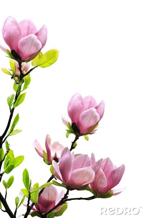 Poster Puderrosa Blumen auf weißem Hintergrund