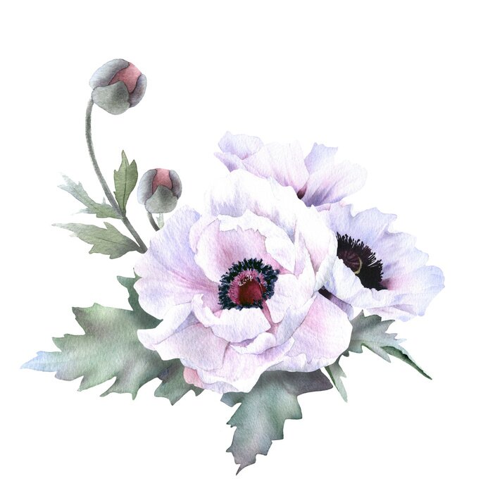 Poster Pudrige Mohnblume mit schwarzen Staubgefäßen