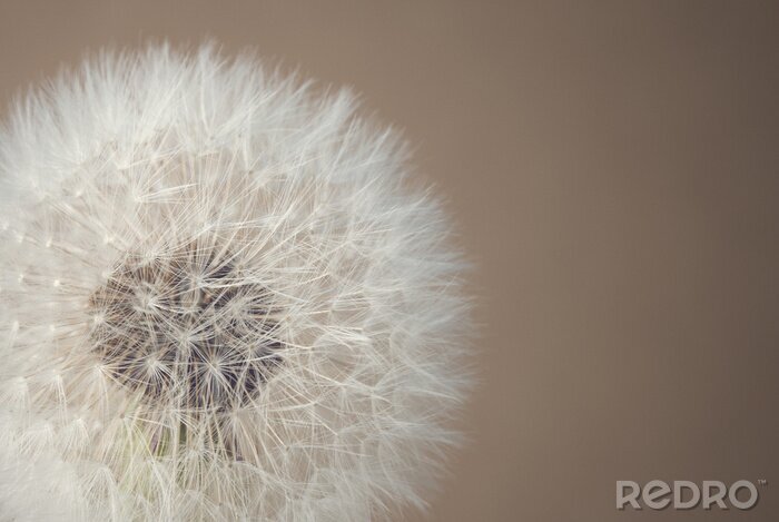 Poster Pusteblume auf dem Hintergrund in Beige