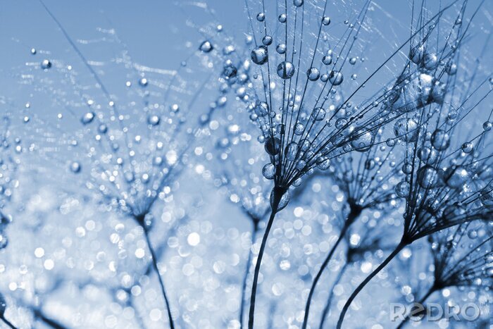 Poster Pusteblume aus geringer Entfernung