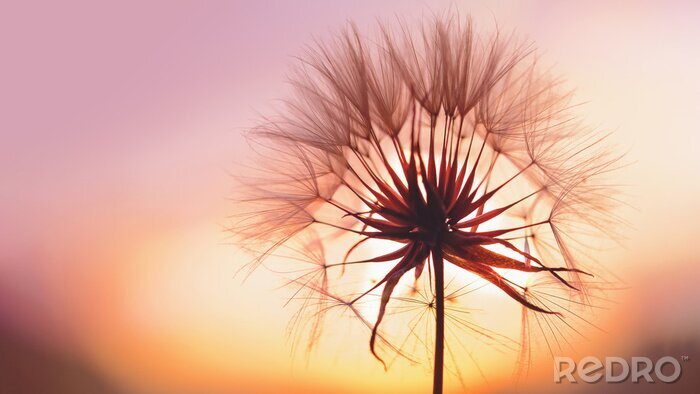 Poster Pusteblume bei Sonnenuntergang