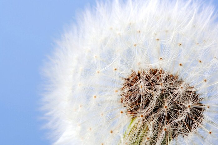 Poster Pusteblume in Makro-Nahaufnahme