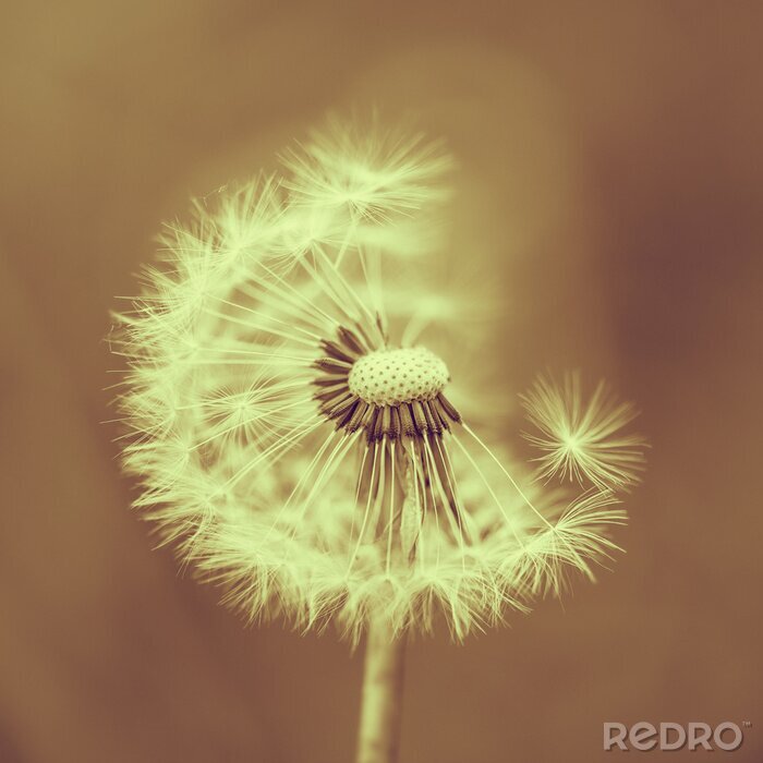 Poster Pusteblume in Vintage-Farben