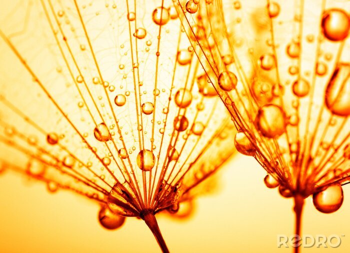Poster Pusteblume Orange mit Tropfen