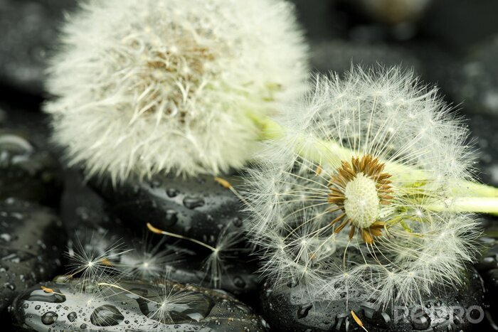 Poster Pusteblumen auf nassen Steinen