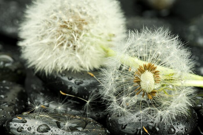 Poster Pusteblumen auf nassen Steinen