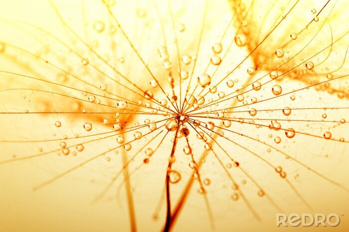 Poster Pusteblumensamen in Sepia