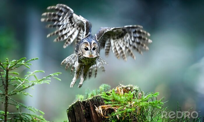 Poster Räuberische Eule im Wald auf der Jagd