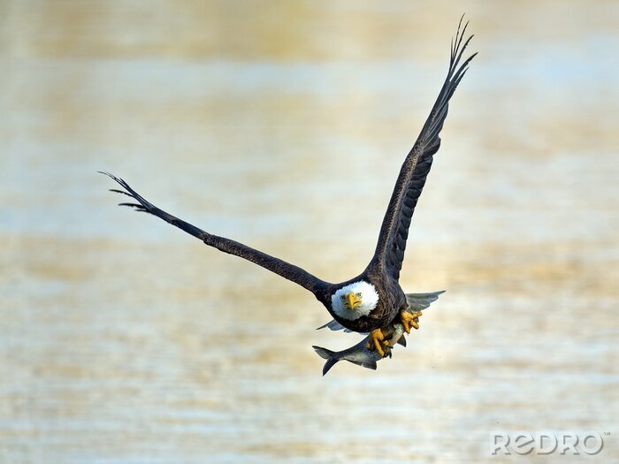 Poster Raubtier mit einem Fisch in den Krallen