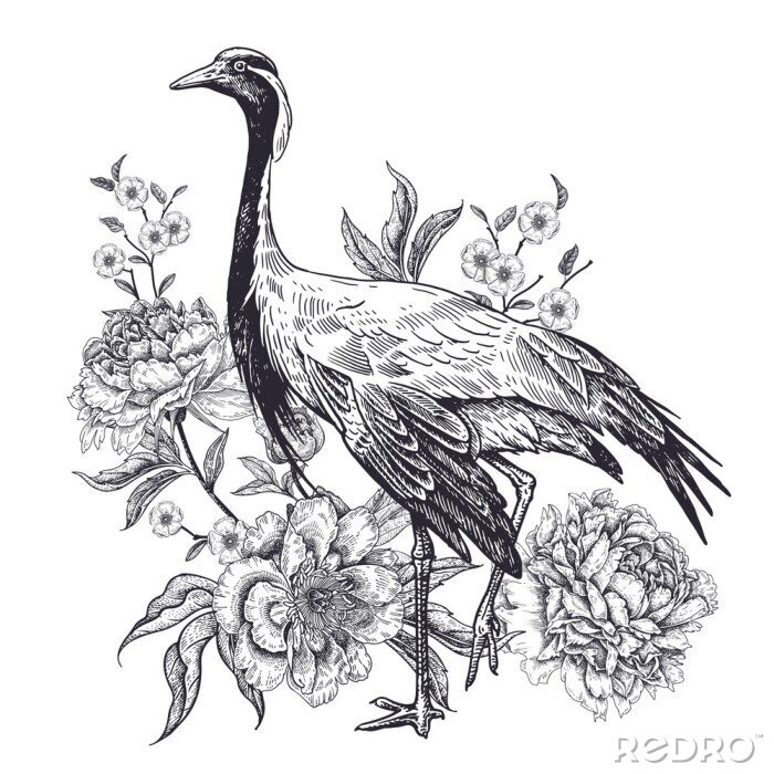 Poster Realistic hand drawing of crane and beautiful peonies isolated on white background.