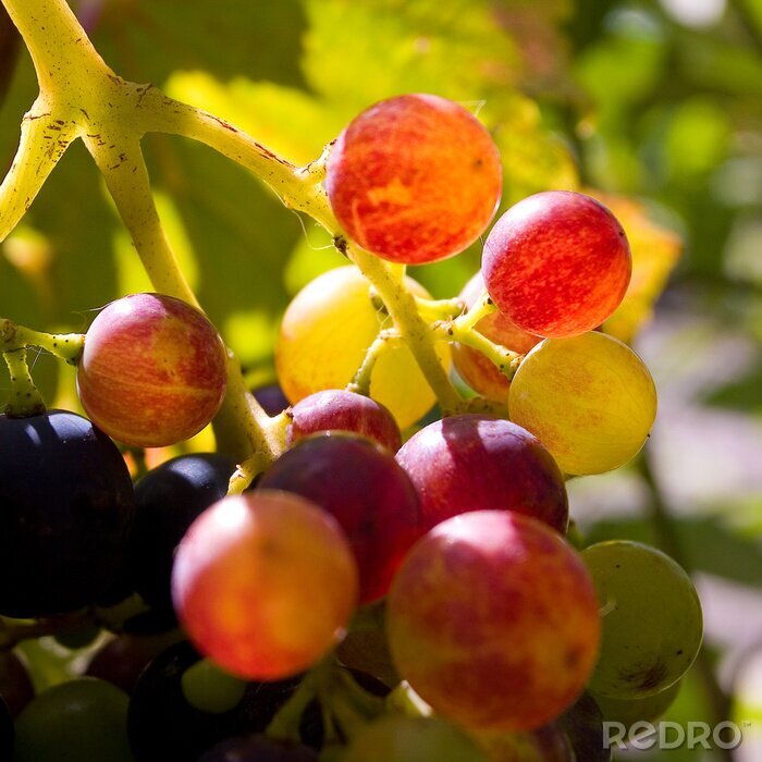 Poster Reifende Trauben