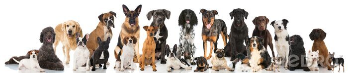 Poster Reinrassige Hunde vor hellem Hintergrund