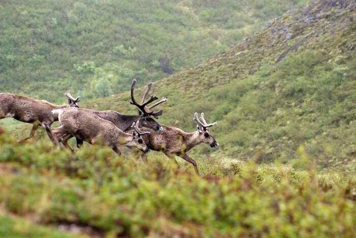 Poster Rentier Alaska Landschaft Tundra