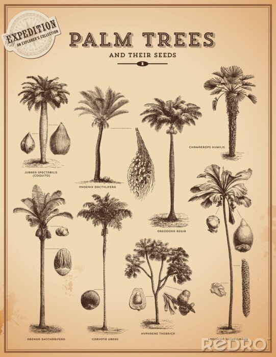 Poster Retro-Illustration mit verschiedenen Arten von Palmen