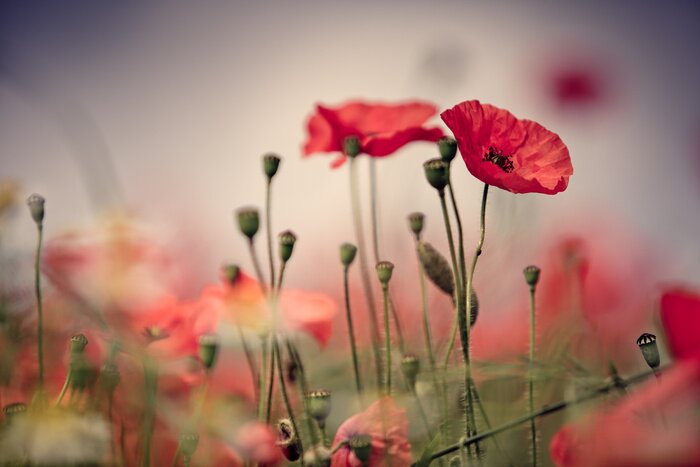 Poster Retro-Mohnblumen vor dem Hintergrund des Himmels