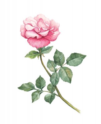 Poster Romantische Aquarell Rose