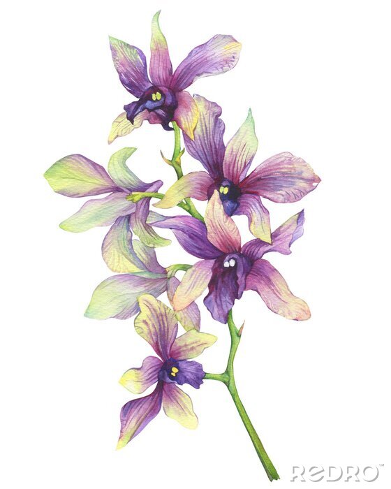 Poster Romantische Orchidee in abgetönten Farben