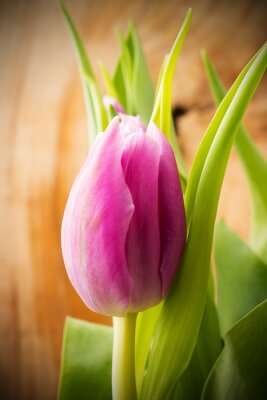 Rosa Blume mit Blättern