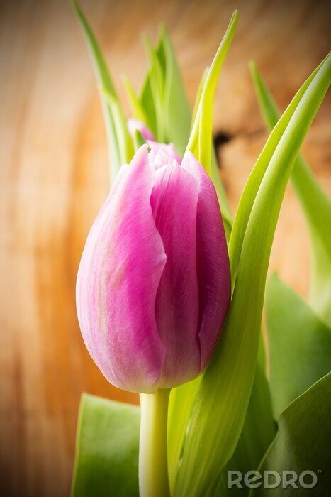 Poster Rosa Blume mit Blättern