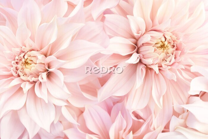 Poster Rosa Blumen blühende Dahlien