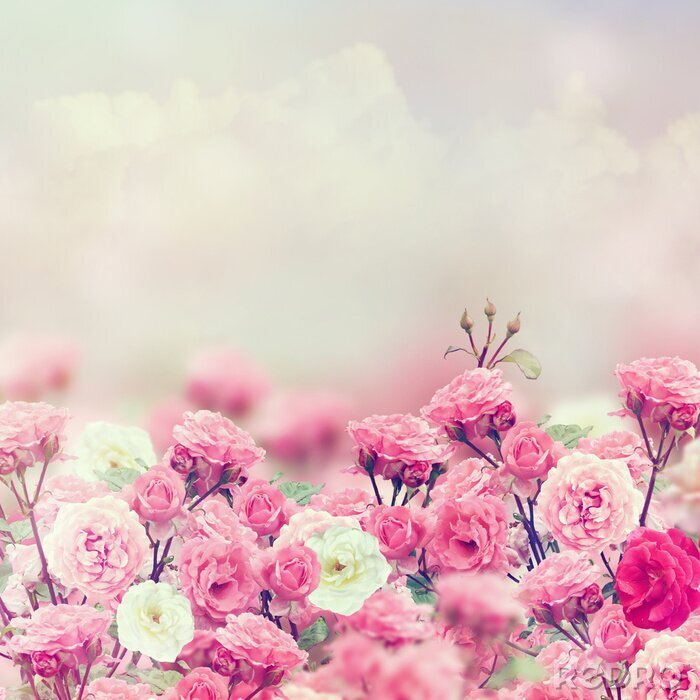 Poster Rosa Blumen romantischer Stil