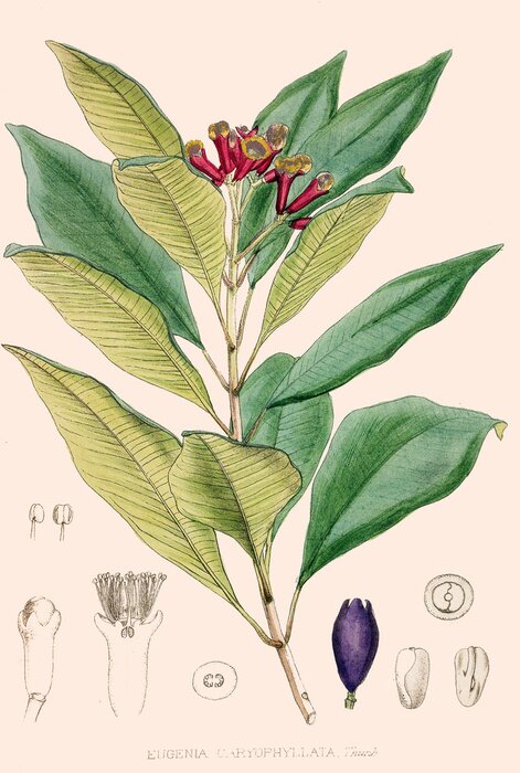 Poster Rosa Blumen umgeben von großen Blättern