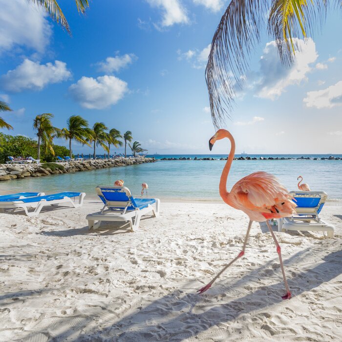 Poster Rosa Flamingo am Strand
