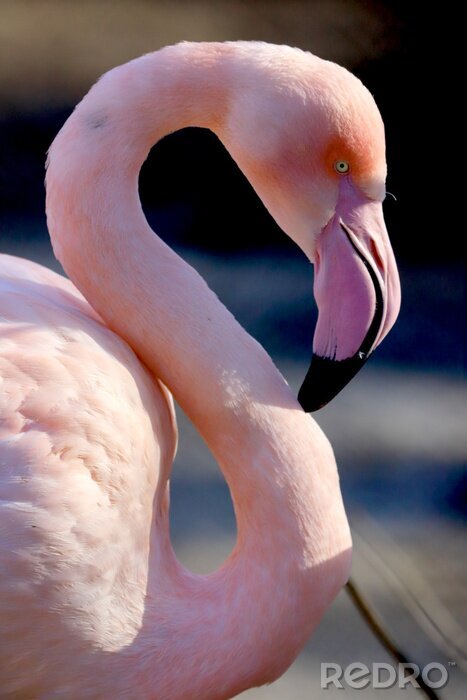 Poster Rosa Flamingo im Profil