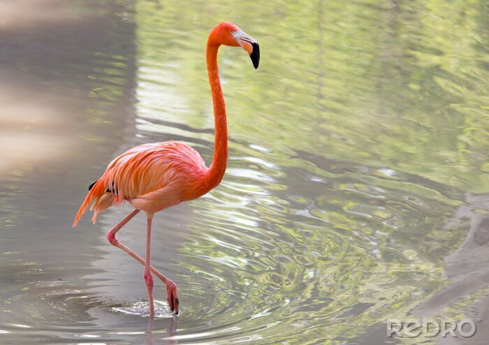 Poster Rosa Flamingo in Wasserumgebung