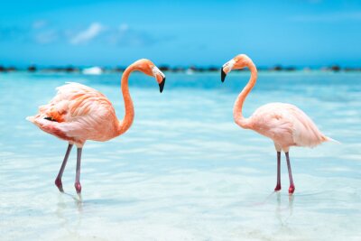 Poster Rosa Flamingos in blauem Wasser