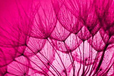 Rosa Löwenzahnsamen mit Tautropfen