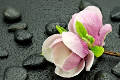 Rosa Magnolie Steine und Wassertropfen