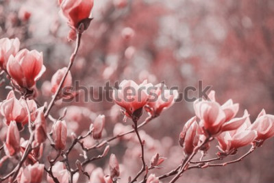 Poster Rosa Magnolien als Naturschönheit