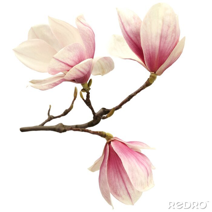 Poster Rosa Magnolienblütenblätter an einem Zweig