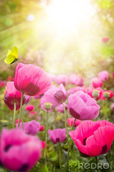 Poster Rosa Mohnblumen auf der Lichtung