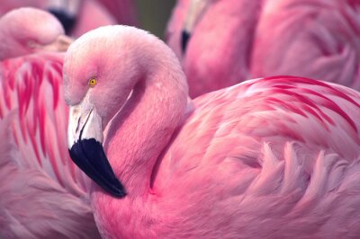 Rosa muster mit flamingo