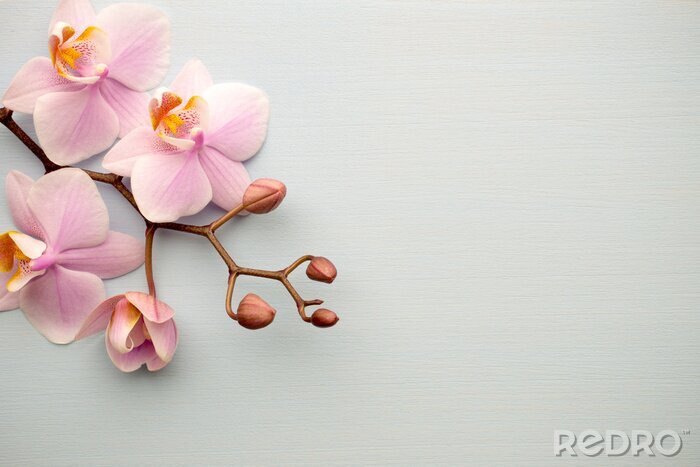 Poster Rosa Orchidee auf grauem Tisch