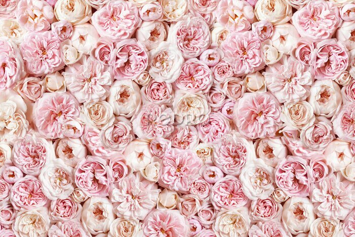 Poster Rosa Pastellrosen in dichter Anordnung