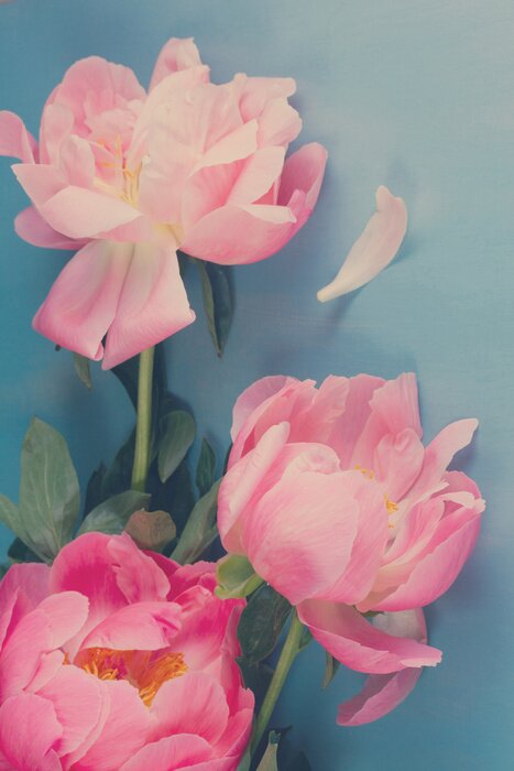 Poster Rosa Pfingstrosen an der blauen Wand