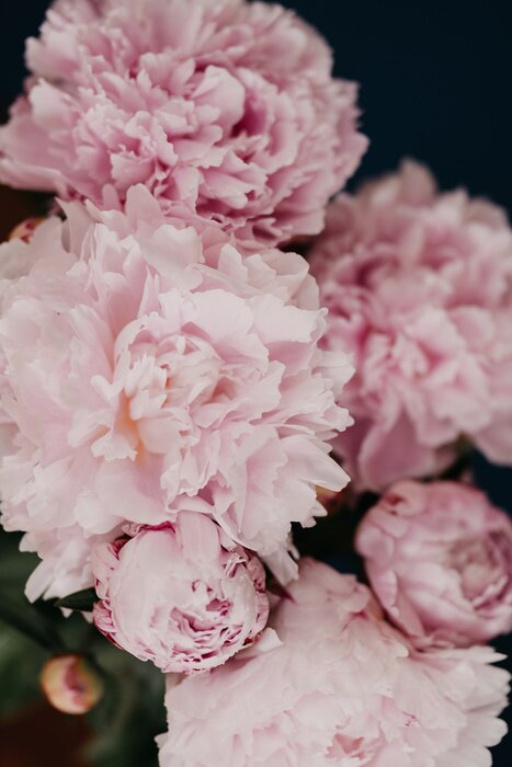 Poster Rosa Pfingstrosen mit ausgefransten Blütenblättern