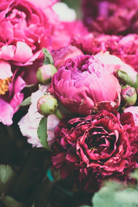 Poster Rosa Pfingstrosen mit Farben gesättigt