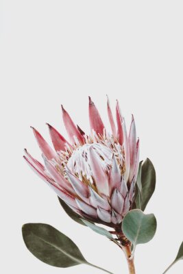 Poster Rosa Protea-Blume
