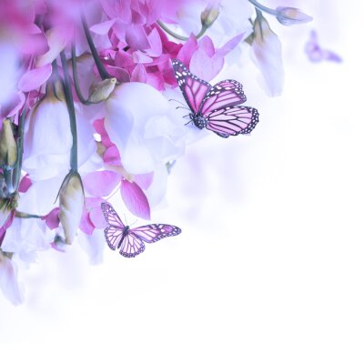 Poster Rosa Schmetterlinge, die Nektar von den Blumen trinken
