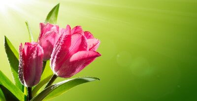 Rosa Tulpen im Sonnenschein