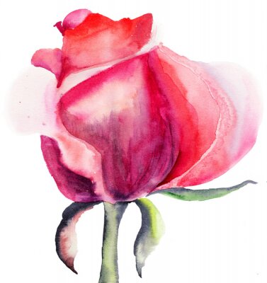 Rose Blume