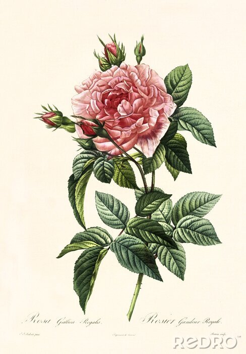 Poster Rose mit vielen Blütenblättern und dunklen Blättern