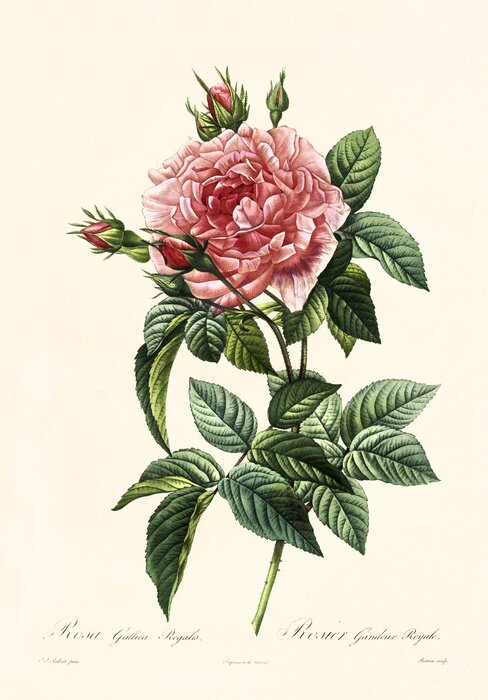 Poster Rose mit vielen Blütenblättern und dunklen Blättern