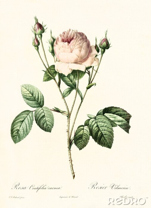 Poster Rose und Knospen botanische Skizze