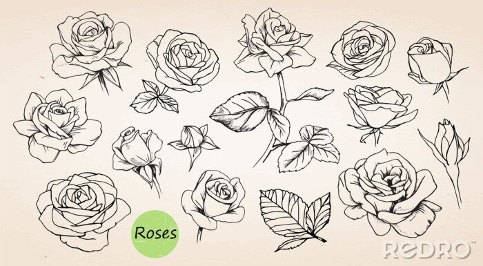 Poster Rosen auf beigem Hintergrund skizziert