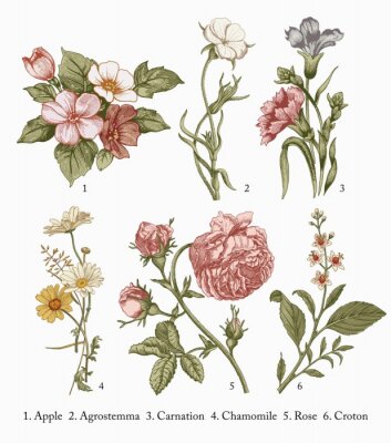 Poster Rosen und andere Blumen auf botanischer Zeichnung